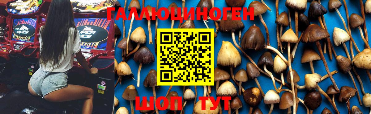 Псилоцибиновые грибы Psilocybe  купить наркотики цена  Советская Гавань  Вход с VPN 